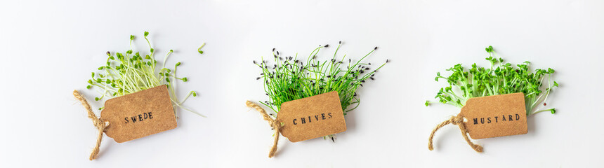 Set of micro greens on white background. Growing swede, chives and mustard. - obrazy, fototapety, plakaty