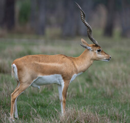 impala in the savannah