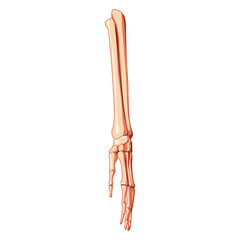 Obraz na płótnie Canvas Forearms Skeleton Human front Anterior ventral view. Ulna, radius, hand, carpals, wrist, metacarpals. 3D Anatomically correct realistic flat concept Vector illustration isolated on white background