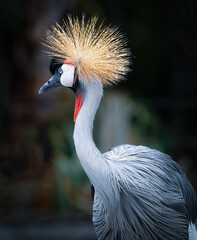 grey crowned crane