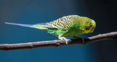 Parakeet