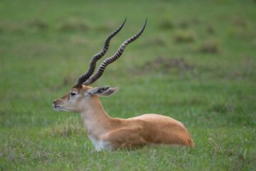 impala in the savannah