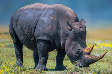 Obraz premium rhino in the grass
