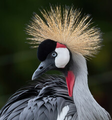 Fototapeta premium grey crowned crane