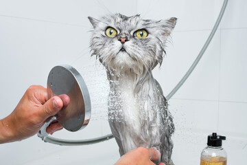 Funny cat taking shower or bath. Man washing cat. Pet hygiene concept. Wet cat.