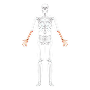 Skeleton Forearms Human hand front Anterior ventral view with two arm poses with partly transparent bones position. Anatomically correct realistic flat Vector illustration isolated on white background