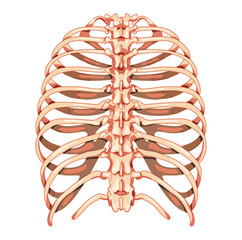 Rib cage Skeleton Human bones system back view. Realistic Chest anatomically correct ribcage 3D flat natural color concept. Vector illustration of medical anatomy isolated on white background