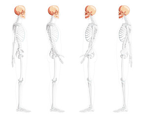 Set of Human head Skull Skeleton side view with front back hands partly transparent body position. Anatomically correct. Chump realistic 3D flat natural color concept Vector illustration isolated