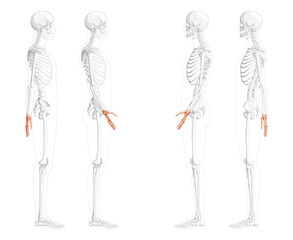 Skeleton Hands Human side view with partly transparent bones position. Set of carpals, wrist, metacarpals, phalanges. 3D realistic flat natural color Vector illustration of anatomy isolated on white