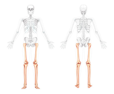 Skeleton Thighs and legs lower limb Human front back view with two arm poses with partly transparent bones. Fibula, tibia, foot realistic flat Vector illustration anatomy isolated on white background