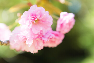 八重桜のクローズアップ	