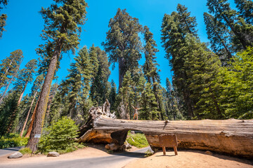A woman in Sequoia National Park, the famous tunnel of the park