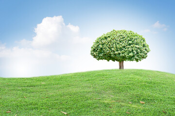 big tree on green grass