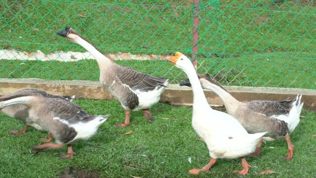 Group of geese walking around and making noise in a farm. Agriculture and livestock farming concept.