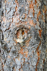 Textured brown and gray tree bark closeup background with wood knot from pruned branch