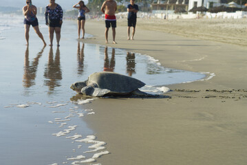 An olive ridley sea turtle returns to the sea after a failed attempt to lay her eggs, shown in Puerto Vallarta, Nayarit.