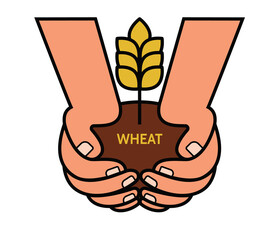 Two hands with a ripe spike on the white background. Vector illustration.