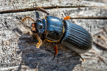 Horned passalus beetle (Odontotaenius disjunctus) on an old log. Raleigh, North Carolina.