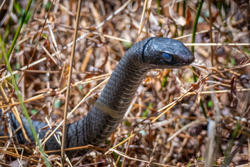 Northern Black Racer (Coluber Constrictor Constrictor) with its head raised. The blue colored eyes indicate it is ready to shed its skin. Raleigh, North Carolina.