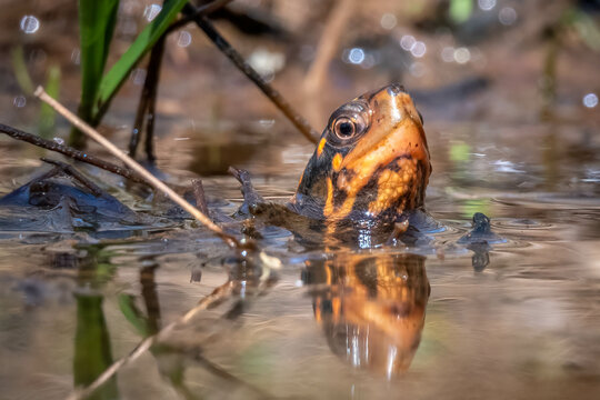 An endangerd species, the Spotted Turtle (Clemmys guttata) peeks out of the water to assess its surroundings. Raleigh, North Carolina.