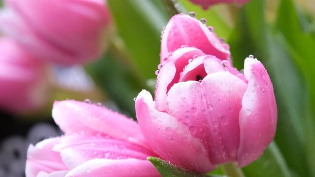 Pink color tulip closeup with dew drops, selective focus. Bouquet of pink tulips on a light background. Flower softly moving on the wind. 