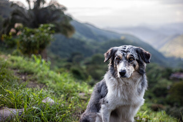 Cute, fluffy dog sitting on the grass with a blurry background of mountains
