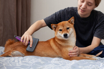girl brushing a shiba inu dog