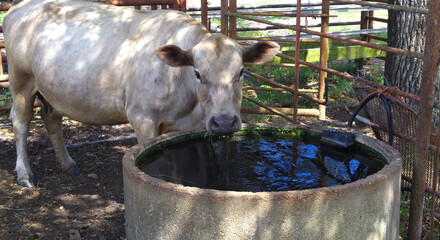 Cow drinking water from concrete stock tank in pen