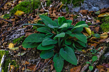 autumn leaves in the forest