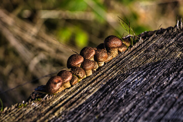 mushrooms on a tree