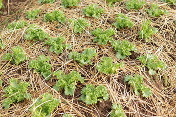 Organic and non-toxic vegetable growing on soil. Vegetable salad farm with beautiful colors, clean, fresh and safe. Organic farming concept. healthy food