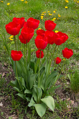 A popular decorative plant called Tulip. Latin name Tulipa.