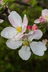 Blooming fruit tree. Close-up view of apple tree blossom.