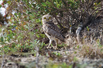 great horned owl