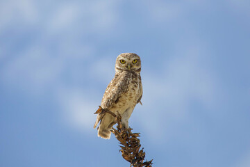 horned owl