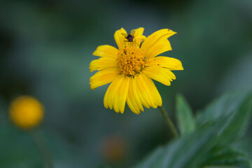 yellow flower in the garden