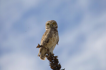 horned owl