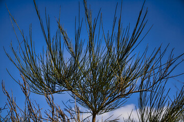 tree in the sky