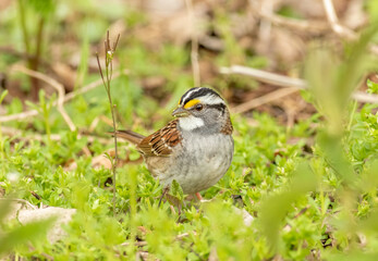 A male white-throated sparrow foraging along the ground during spring at Magee Marsh in northern Ohio. 