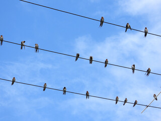 Group of swallows perched on the electric wires