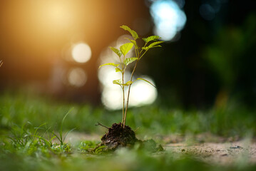tomato seedlings growing in the soil at greenhouse