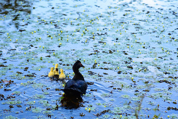 Duck with its duckling in the lagoon.