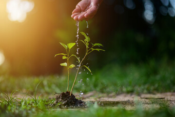 Mão de agricultor regando plantas jovens em crescimento na luz solar. Conceito de planta.