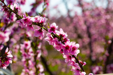 Fototapeta premium Flowering peach trees on field at sunny day