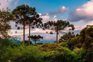 Colorful clouds with araucaria trees and forest in Santa Catarina