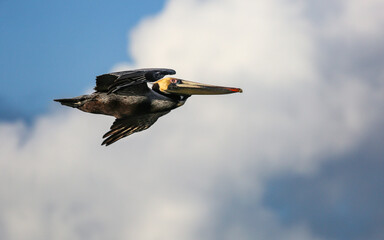 Pelican Soaring through Clouds in Daytona Beach