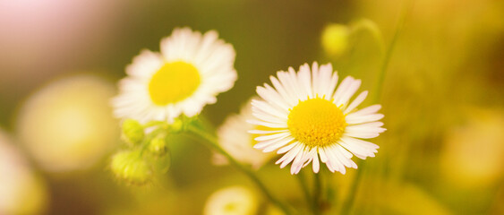 Flowers on the meadow on a sunny summer day