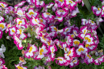 Obraz premium pink and white flowers