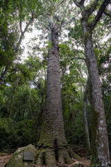 Pinheiro Multissecular, a giant araucaria pine estimated to be around a thousand years old, Nova...