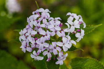 Close up of pale pink 
Lunaria rediviva flower in spring